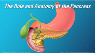 Pancreas